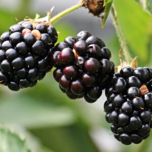Thornless Blackberry Plants